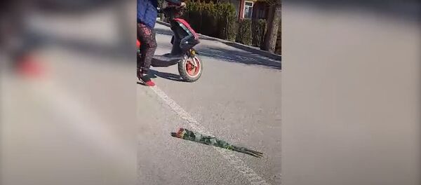 Radviliškio rajone sučiuptas neblaivus motorolerio vairuotojas — video Radviliškio rajone sučiuptas neblaivus motorolerio vairuotojas — video - Sputnik Lietuva