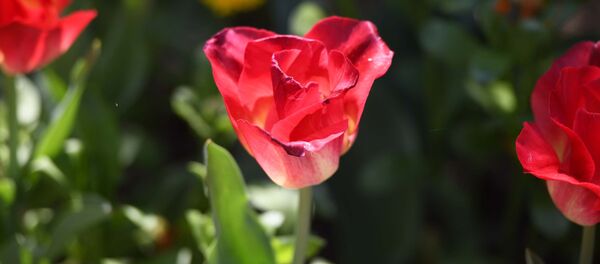 Тюльпаны на клумбе, архивное фото Тюльпаны на клумбе, архивное фото - Sputnik Lietuva