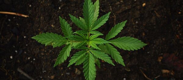 Ростки марихуаны - Sputnik Литва