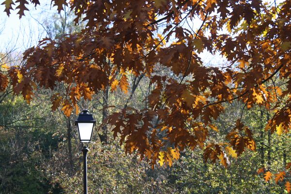 Фонарь блекнет на фоне осенней листвы - Sputnik Lietuva