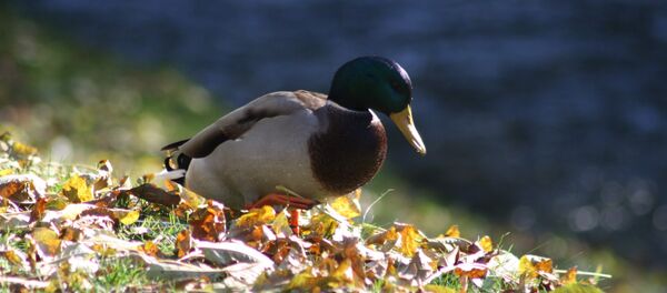 Утки осенью в большой цене, но только не в заповедном парке Вильнюса Утки осенью в большой цене, но только не в заповедном парке Вильнюса - Sputnik Lietuva