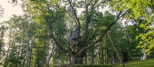 Стелмужский дуб Стелмужский дуб - Sputnik Литва