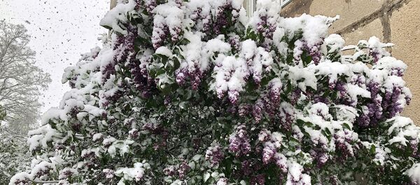 Майский снегопад в Вильнюсе - Sputnik Литва