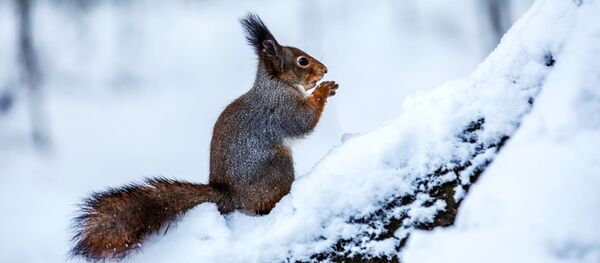 Белка в городском парке после снегопада, архивное фото - Sputnik Литва