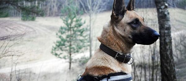 Бельгийская овчарка Миди нашла пропавшую женщину в районе Швенченис  - Sputnik Литва
