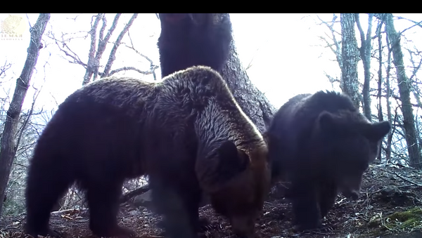 Покушение медведей на фотоловушку в Приморье попало на видео - Sputnik Литва