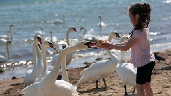 Девочка кормит лебедей на пляже в Евпатории - Sputnik Lietuva