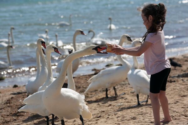 Девочка кормит лебедей на пляже в Евпатории - Sputnik Lietuva