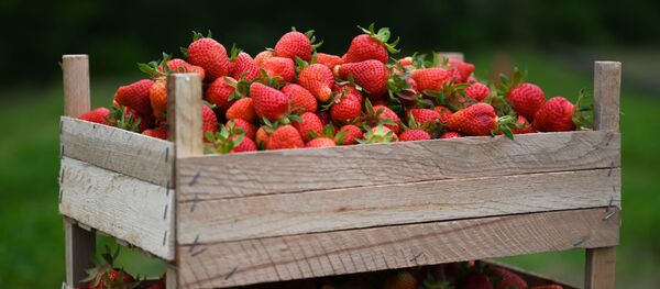 Сбор урожая клубники - Sputnik Литва