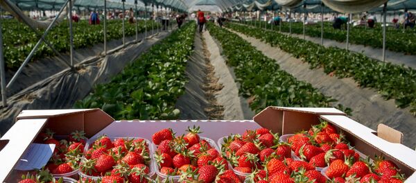 Braškių surinkimas Braškių surinkimas - Sputnik Lietuva