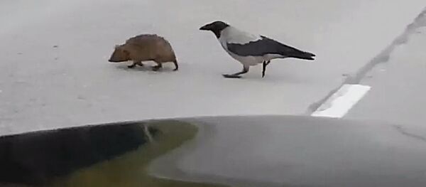 Latvijoje varna padėjo ežiukui pereiti kelią - Sputnik Lietuva