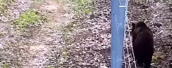 Šleivas pažeidėjas: lokys bandė patekti į Lietuvą iš Baltarusijos Šleivas pažeidėjas: lokys bandė patekti į Lietuvą iš Baltarusijos - Sputnik Lietuva