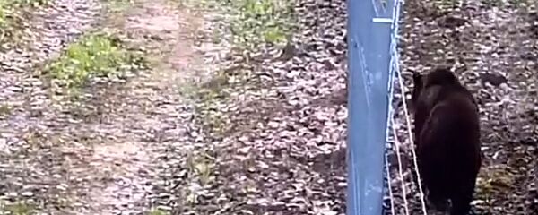 Медведь пытался прорваться в Литву   - Sputnik Литва