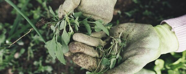 Сельскохозяйственные работы, архивное фото - Sputnik Литва