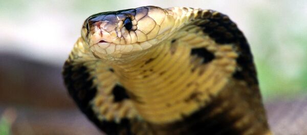 Kobra Kobra - Sputnik Lietuva