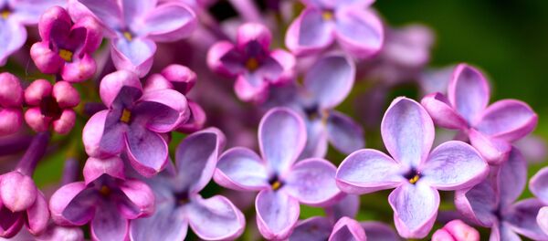 Цветущая сирень в сквере, архивное фото - Sputnik Литва