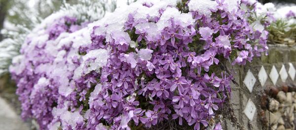 Сирень в снегу, архивное фото - Sputnik Литва