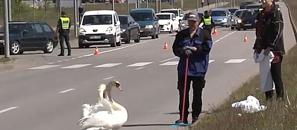 Опубликовано видео спецоперации по спасению семьи лебедей в Клайпеде - Sputnik Литва