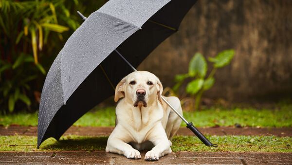 Собака под зонтиком - Sputnik Lietuva