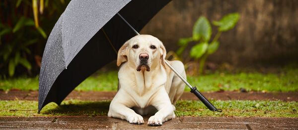 Собака под зонтиком Собака под зонтиком - Sputnik Lietuva