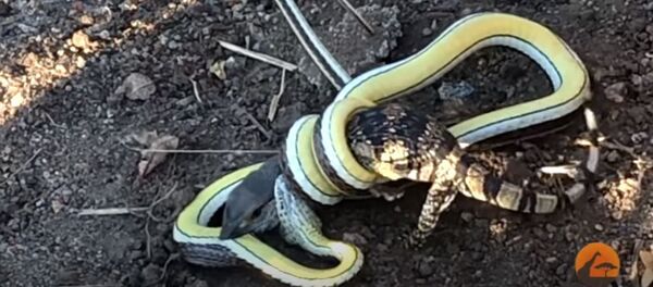 Gyvatė prarijo visą varaną turistų akivaizdoje Gyvatė prarijo visą varaną turistų akivaizdoje - Sputnik Lietuva