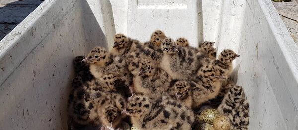 В Клайпедском порту спасли детенышей коричневой чайки - Sputnik Lietuva