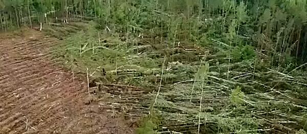 Последствия вихря в Шакяйском районе показали на видео Последствия вихря в Шакяйском районе показали на видео - Sputnik Lietuva