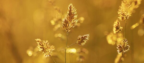 Лето, поле колоски, архивное фото Лето, поле колоски, архивное фото - Sputnik Lietuva