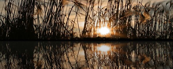 Водоем с осокой Водоем с осокой - Sputnik Lietuva