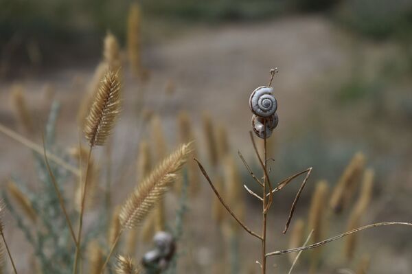 Birželio 19 dienos horoskopas visiems zodiako ženklams Birželio 19 dienos horoskopas visiems zodiako ženklams - Sputnik Lietuva