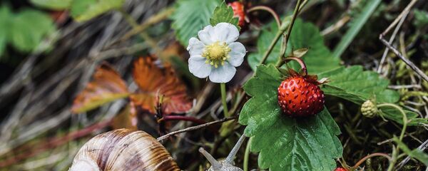 Виноградная улитка с кустом земляники - Sputnik Литва