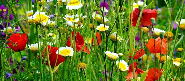 Gėlės Gėlės - Sputnik Lietuva