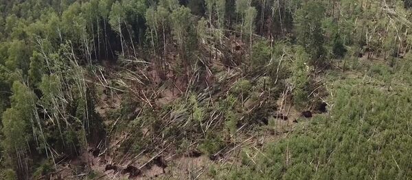 Nemenčinės regioninio padalinio Paežerio girininkija Nemenčinės regioninio padalinio Paežerio girininkija - Sputnik Lietuva