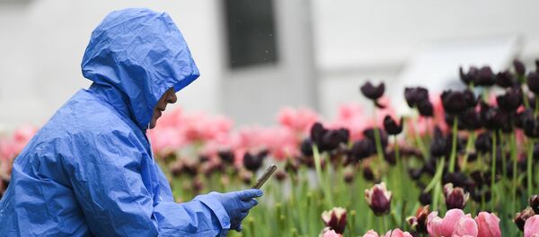 Посетитель парка фотографирует тюльпаны Посетитель парка фотографирует тюльпаны - Sputnik Литва