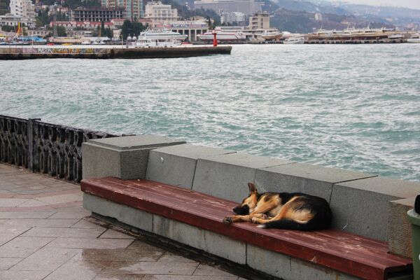 Собака спит на скамейке побережья Ялты - Sputnik Lietuva