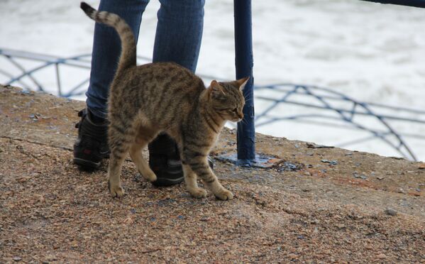 Кот трется о ноги туриста в Ялте - Sputnik Lietuva