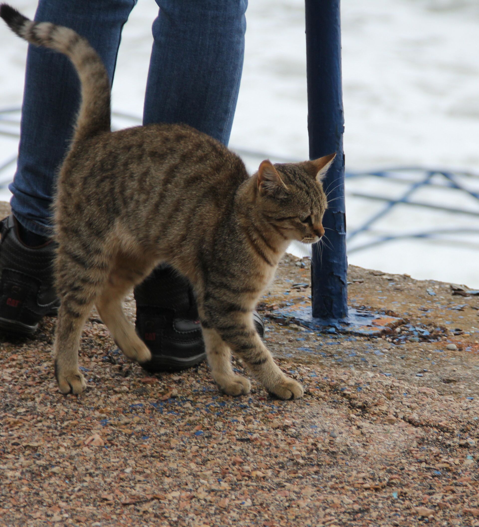 Осенние хозяева Крыма - коты, собаки, голуби и чайки правят полуостровом,  пока туристы дома