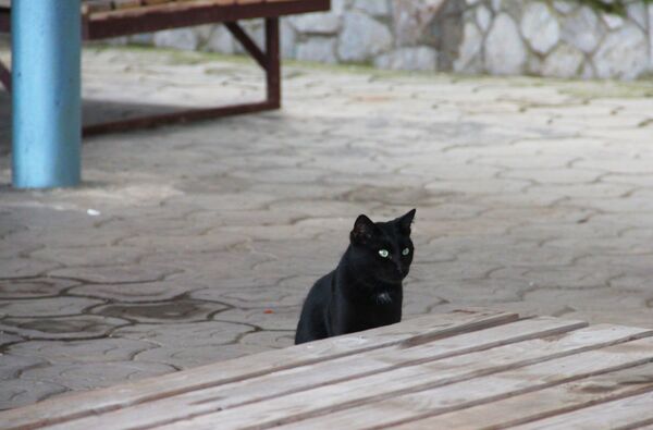 Черный кот сидит возле лежаков на крымском побережье - Sputnik Lietuva
