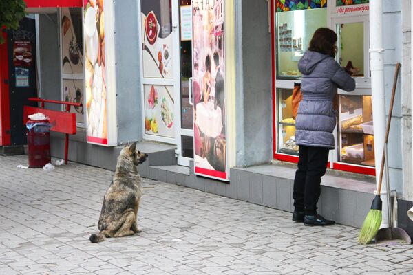 Собака в ожидание лакомства на улицах Симферополя - Sputnik Lietuva