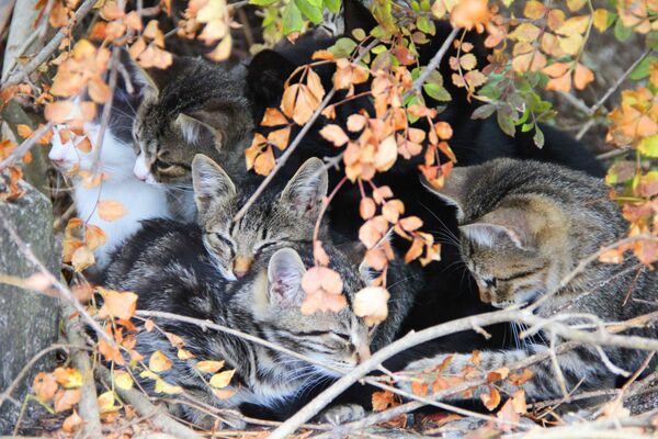 Котята сидят в кустах недалеко от SPA-отелей в Крыму - Sputnik Lietuva