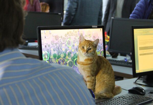 Кошка возле монитора в пресс-центре крымского телеканала - Sputnik Lietuva