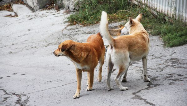Собаки охраняют территорию дома в Крыму - Sputnik Lietuva
