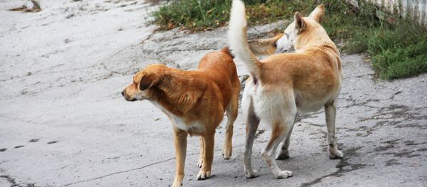 Собаки охраняют территорию дома в Крыму Собаки охраняют территорию дома в Крыму - Sputnik Lietuva