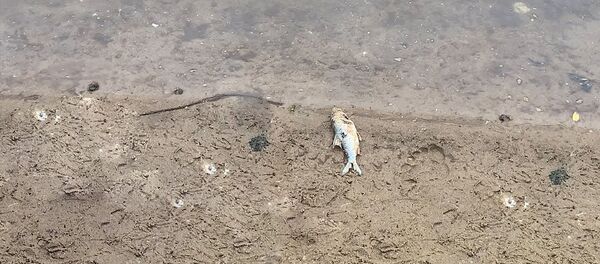 Берега Немана в Гродно усыпаны мертвой рыбой  - Sputnik Литва