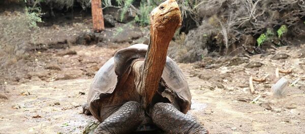 Milžino Galapagų vėžlio patinas pravarde Diegas Milžino Galapagų vėžlio patinas pravarde Diegas - Sputnik Lietuva