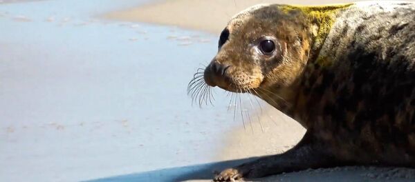 Калининградский зоопарк выпустил спасенного тюленя в Балтийское море  - Sputnik Литва