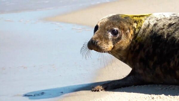 Калининградский зоопарк выпустил спасенного тюленя в Балтийское море  - Sputnik Lietuva