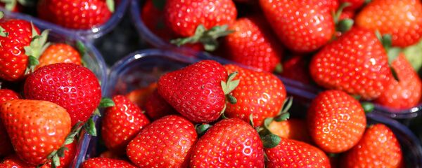 Сбор урожая клубники, архивное фото Сбор урожая клубники, архивное фото - Sputnik Литва