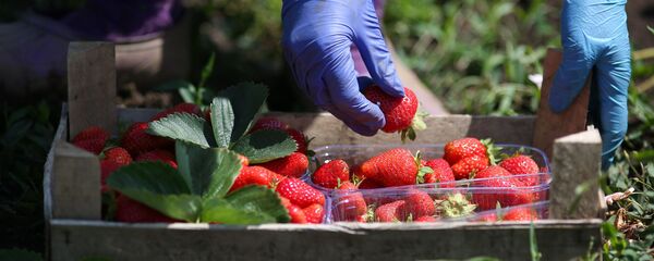 Сбор урожая клубники, архивное фото - Sputnik Литва