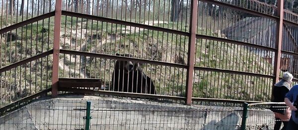 Конфискованные медведи Конфискованные медведи - Sputnik Lietuva